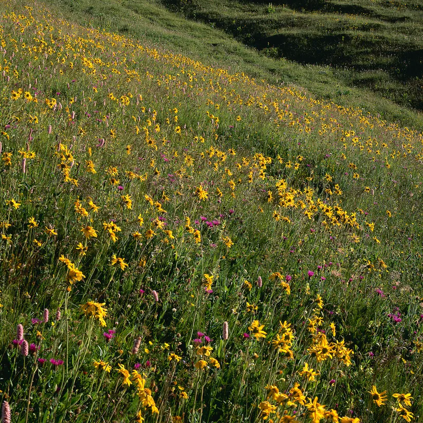 Arnica Flower (Heeterotheca inuloides)
- Herb