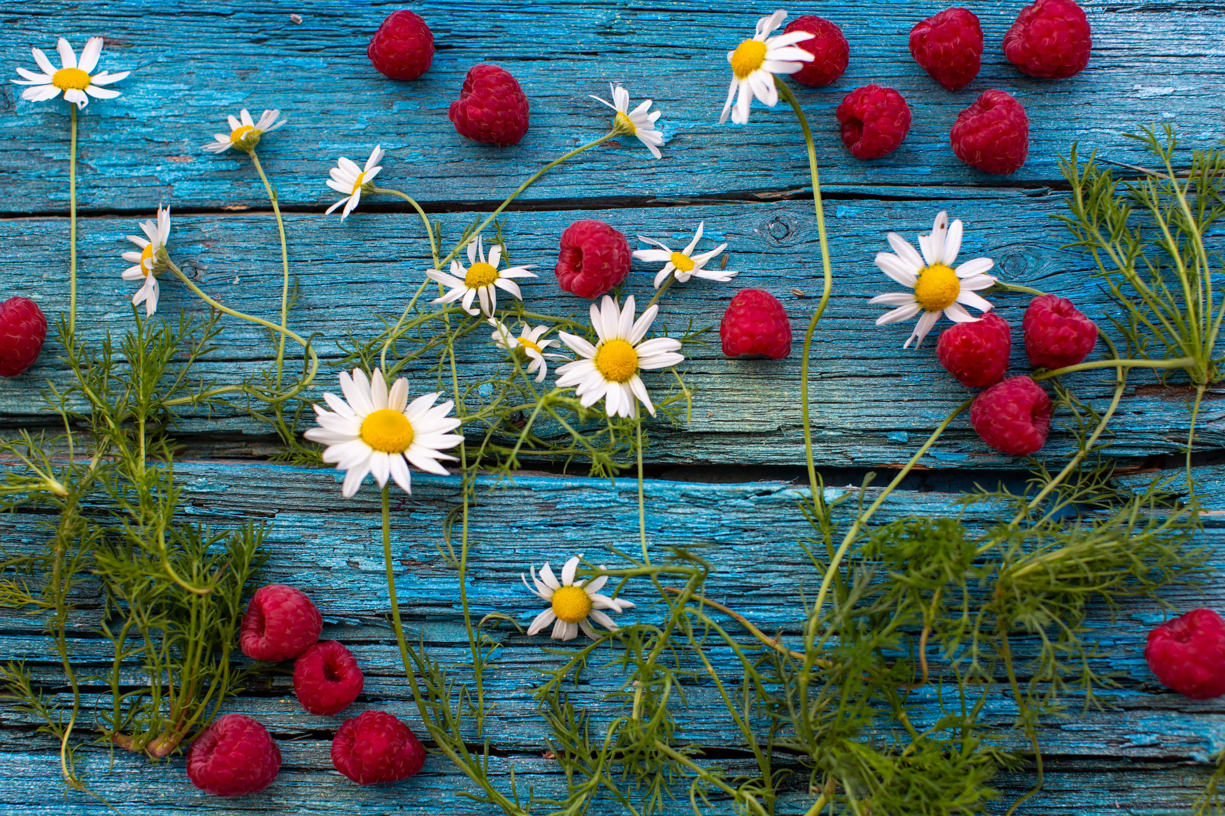 Cool Camomile